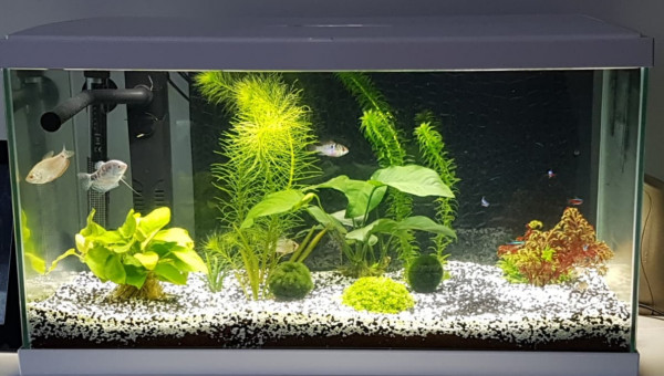 1er aquarium