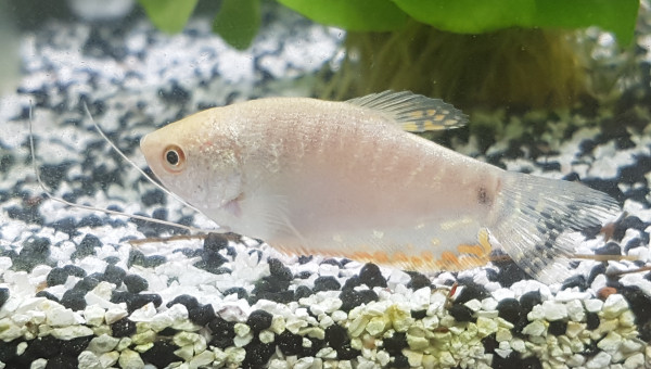 Trichogaster leerii femelle