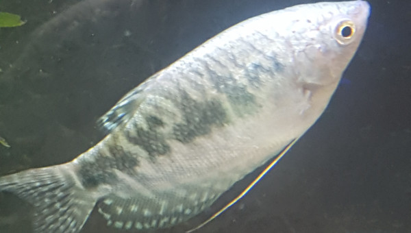 Trichogaster leerii mâle