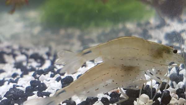 crevettes caridina multidentata