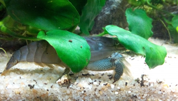 Bac Amérique du Sud