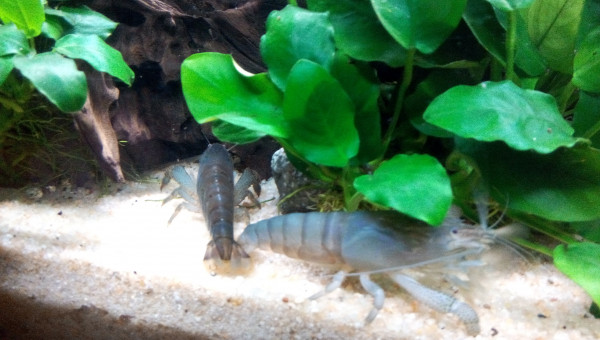 Bac Amérique du Sud