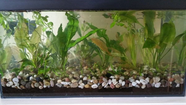 Aquarium à la mise en eau