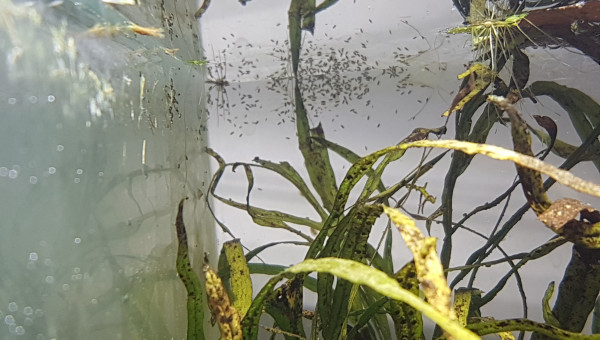 Invasion d'ostracodes