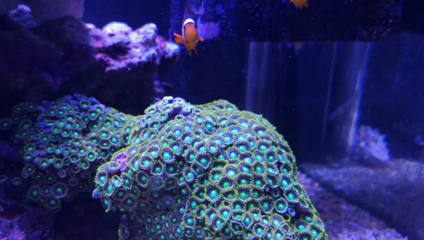 Maintenance, installation balling, installation goulotte elec 17/11/18