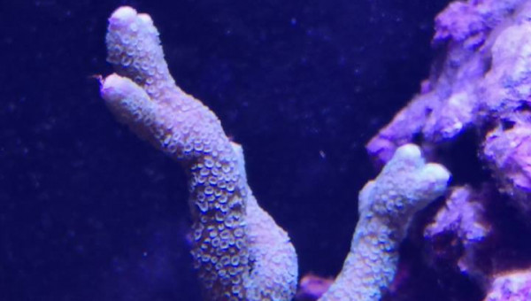 Maintenance, installation balling, installation goulotte elec 17/11/18