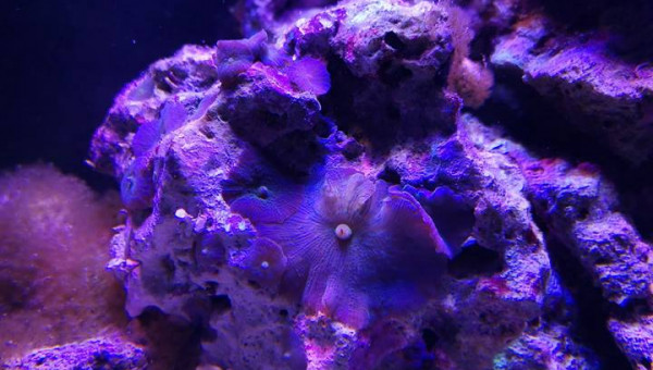 Maintenance, installation balling, installation goulotte elec 17/11/18