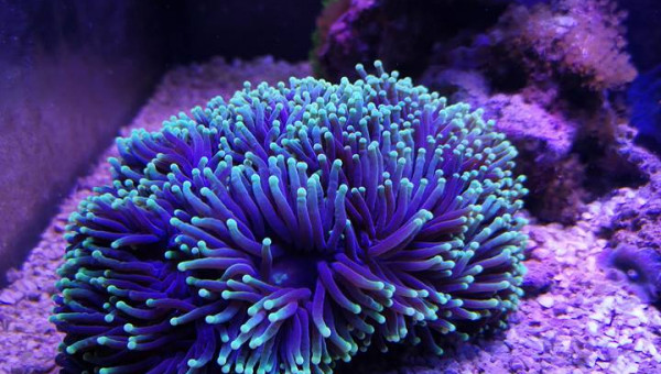 Maintenance, installation balling, installation goulotte elec 17/11/18