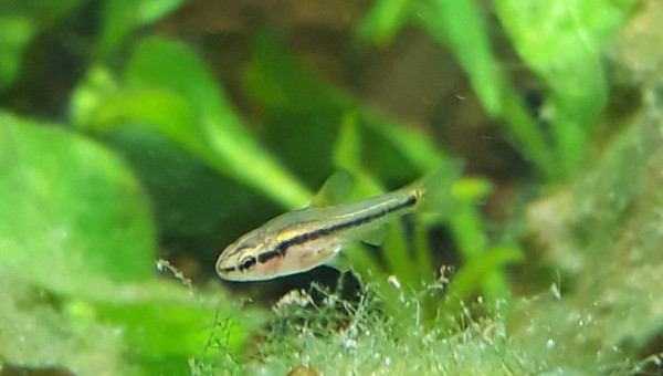 Barbus cerise juvénile