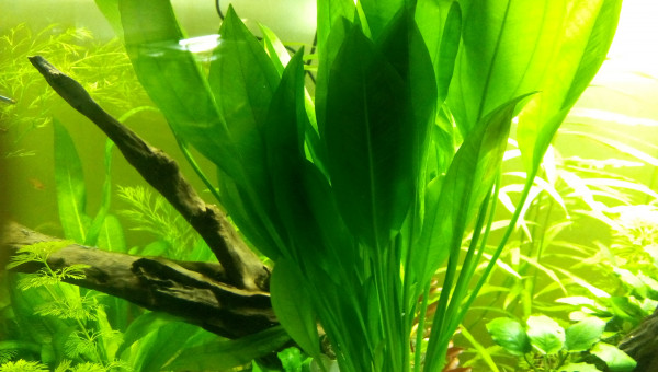 Bac Amérique du Sud