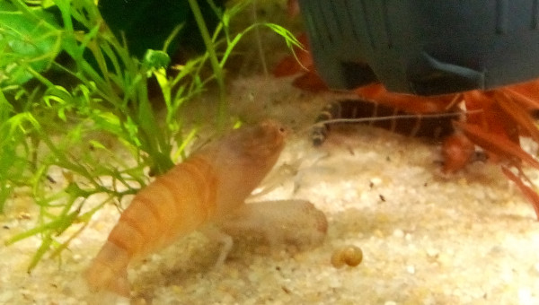 Bac Amérique du Sud