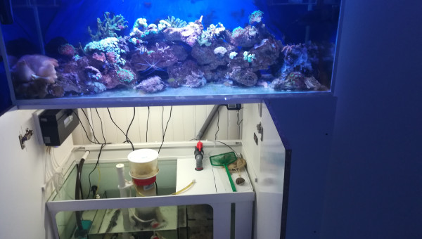 Ajout des vivants petit a petit