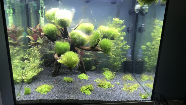 Apparition d’algue