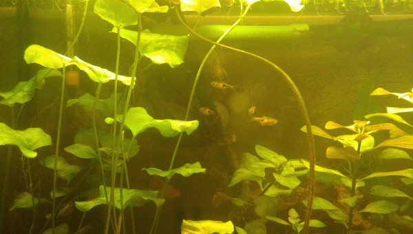 Rasbora espei