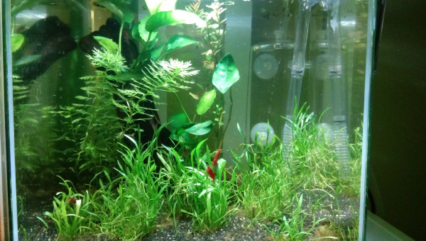 15 litres aquascape