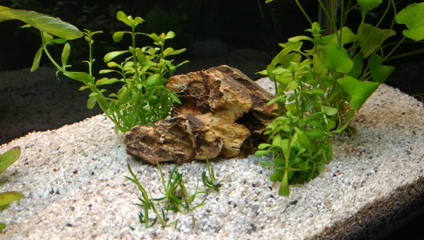 Littorella uniflora et Bacopa fraîchement plantées