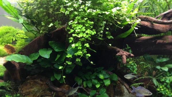 Hydrocotyle Tripartita