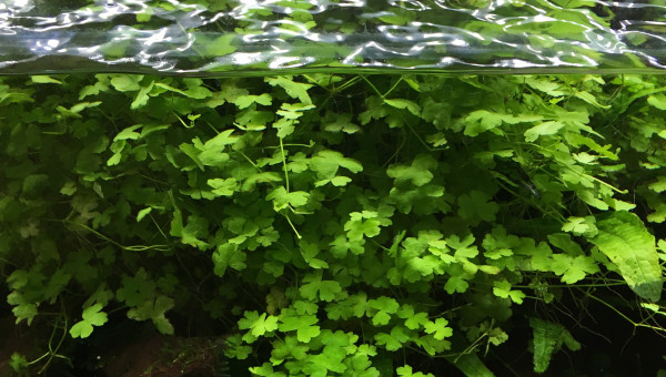 Hydrocotyle Tripartita