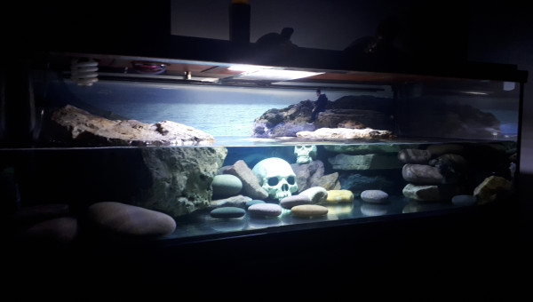 Aquarium tortues