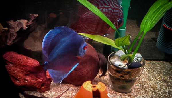 agencement du bac repro.