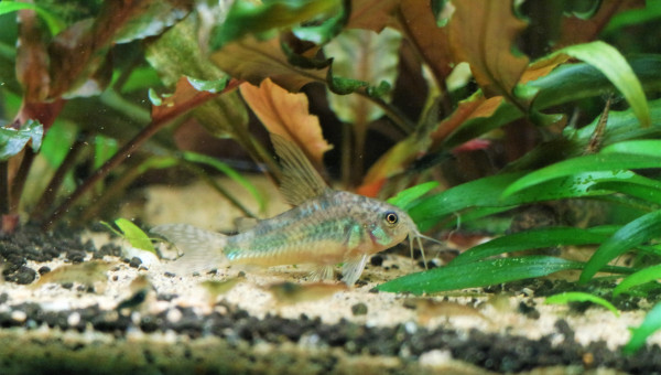Un de mes corydoras paleatus