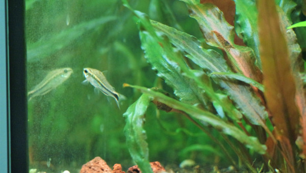 Un de mes corydoras pymaeus (ils sont plutôt timide)