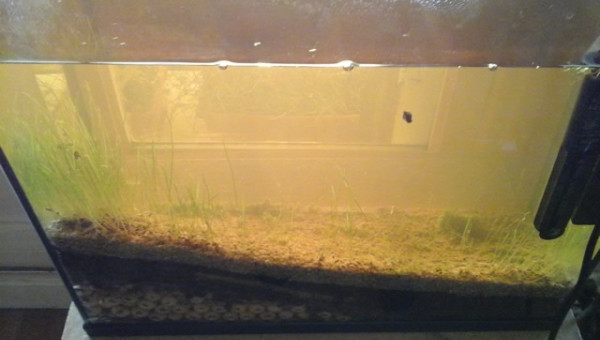 les premiers habitants