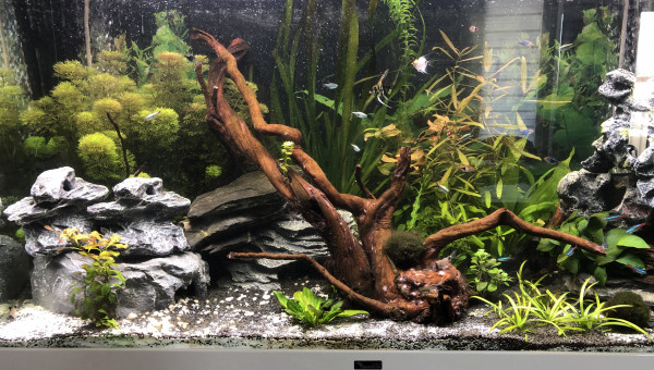 Aquarium 210l communautaire