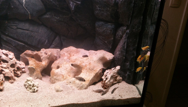 Bac avec les Placidos et Labidos