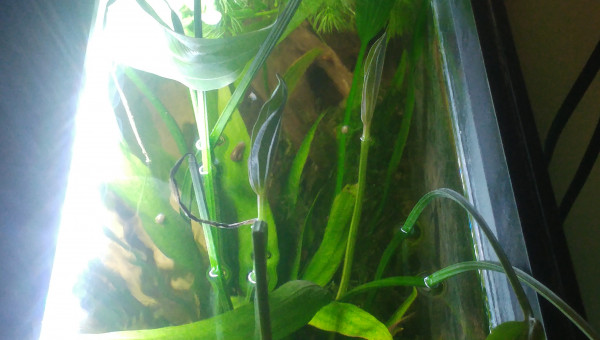 Echinodorus grandiflorus