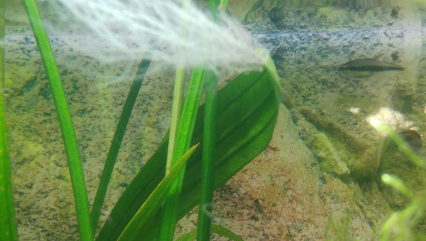 Echinodorus grandiflorus