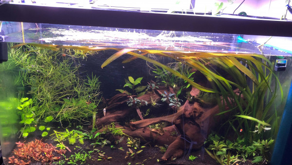 bac asiatique en devenir