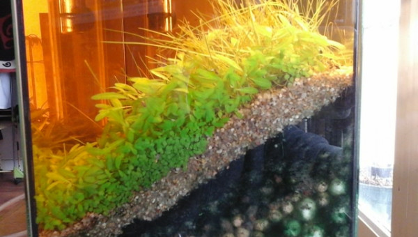 le seul endroit avec des algues...