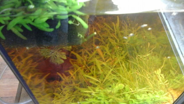 le bout de mousse en surface