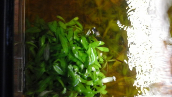 les plantes en surface