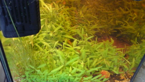 les plantes recouvrent tout