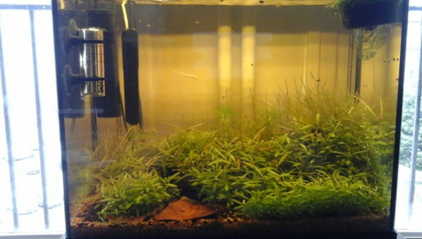 l'aquarium à 1 mois