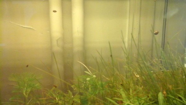 des petits escargots