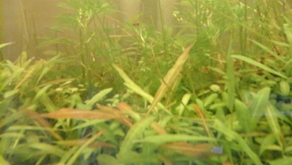 certaines pousses deviennent rouges