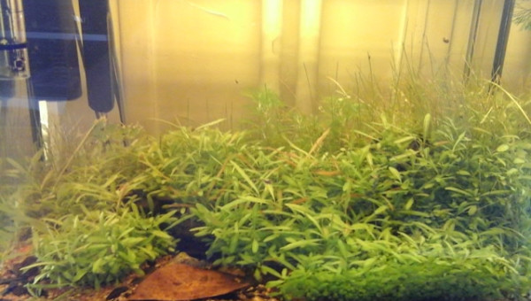 l'aquarium à 1 mois