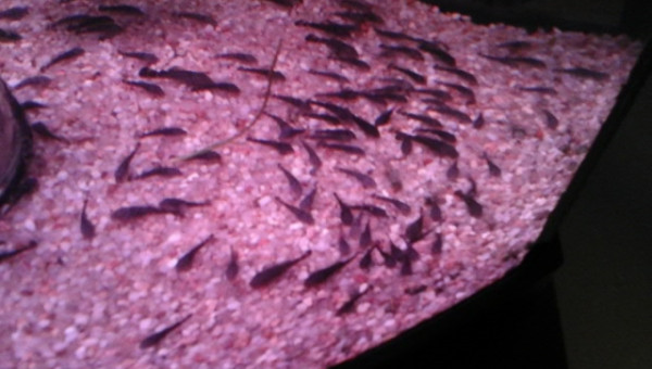 ça grossit doucement