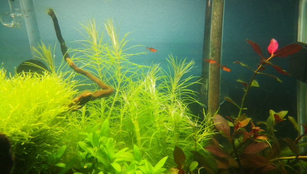 Alevins hyphessobrycon amandae