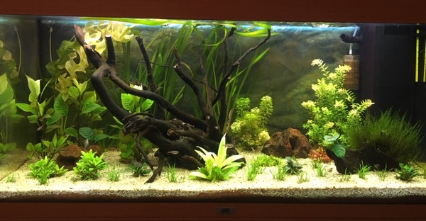 Communautaire amazonien