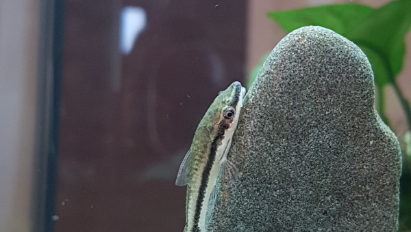 Mes premiers poissons.