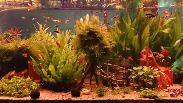 Petit couché de soleil avant extinction...