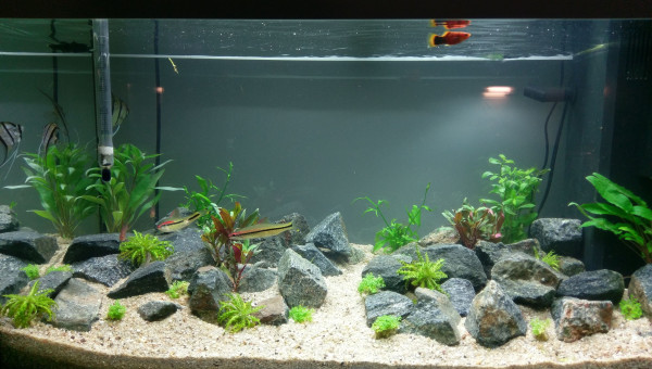 Juwel 100L  Communautaire