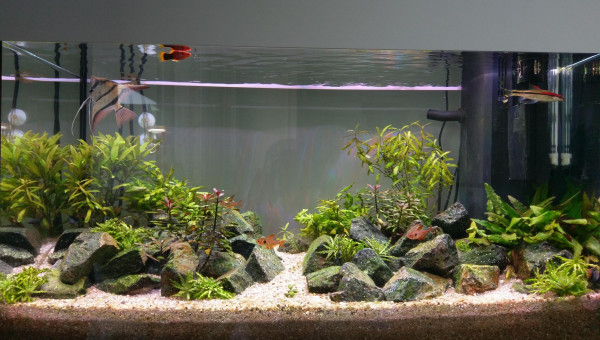 Juwel 100L Communautaire