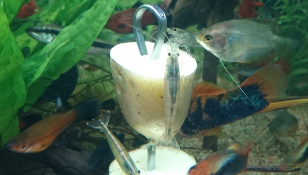 Crevettes élevées aux frites...