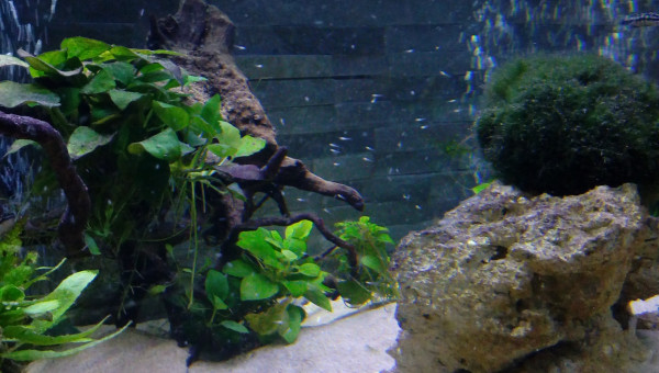 Princesses de Burundi