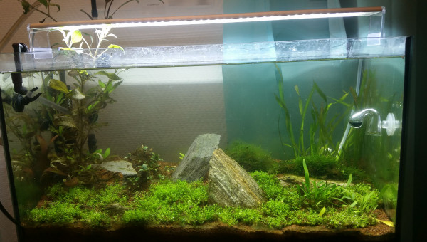 Après nettoyage d'algue